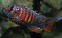 <i>Haplochromis</i> sp. "crimson tide"