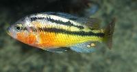 <i>Haplochromis</i> sp. "rockkribensis"