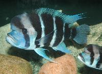 <i>Cyphotilapia frontosa</i>