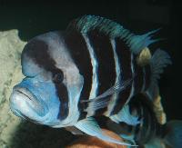 <i>Cyphotilapia frontosa</i>