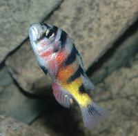 <i>Astatotilapia latifasciata</i>