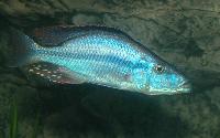 <i>Dimidiochromis compressiceps</i>