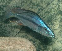 <i>Dimidiochromis compressiceps</i>