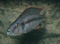 <i>Dimidiochromis compressiceps</i>