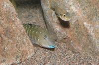 <i>Tanganicodus irascae</i> + <i>Lamprologus ocellatus</i>