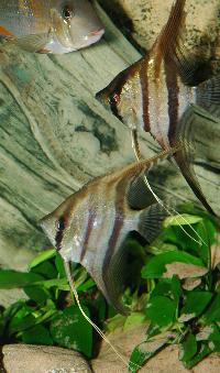 <i>Pterophyllum scalare</i>, (Peru Altum)