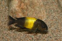 <i>Tropheus</i> sp. "black", Kiriza