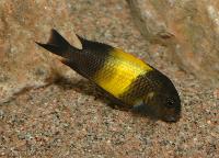 <i>Tropheus</i> sp. "black", Kiriza