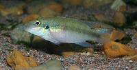 <i>Pelvicachromis humilis</i> "red spot liberia"