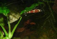 <i>Caridina</i> sp. "crystal red"