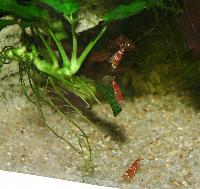 <i>Caridina</i> sp. "crystal red"