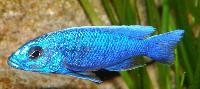 <i>Sciaenochromis fryeri</i>