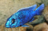 <i>Sciaenochromis fryeri</i>