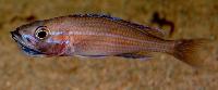 <i>Paracyprichromis nigripinnis</i>