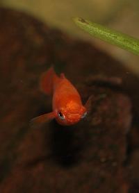 <i>Xiphophorus hellerii</i>, röd