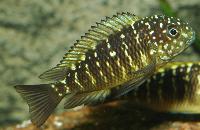 <i>Tropheus moorii</i>, Lusingu