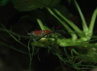 <i>Caridina</i> sp. "crystal red"