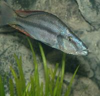 <i>Dimidiochromis compressiceps</i>