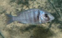 <i>Placidochromis</i> sp. "phenochilus tanzania", Lupingu