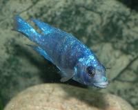 <i>Placidochromis</i> sp. "phenochilus tanzania", Lupingu