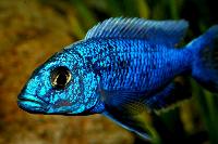 <i>Sciaenochromis fryeri</i>