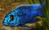 <i>Sciaenochromis fryeri</i>