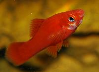 <i>Xiphophorus hellerii</i>, röd