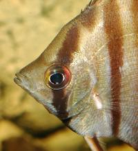 <i>Pterophyllum scalare</i>