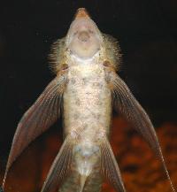 <i>Sturisoma aureum</i>