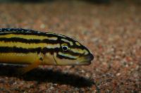 <i>Julidochromis marksmithi</i>