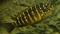 <i>Tropheus moorii</i>, Lusingu