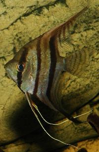 <i>Pterophyllum scalare</i>, (Peru Altum)