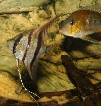 <i>Pterophyllum scalare</i>, (Peru Altum) + <i>Acarichthys heckelli</i>