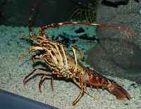 cretaquarium