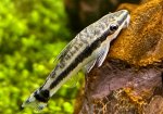 Christians lilla Aquascape - Otocinclus