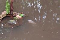 Burgers Zoo, Arnhem