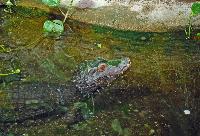 Köln Zoo/Akvarium