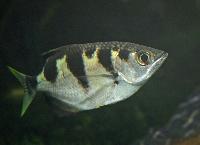 Köln Zoo/Akvarium
