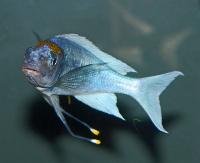 <i>Ophthalmotilapia ventralis</i>, Kambwimba