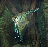 <i>Pterophyllum scalare</i>, (Peru altum)