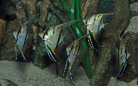 <i>Pterophyllum scalare</i>, (Peru altum)