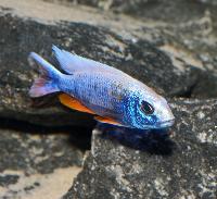 Sciaenochromis fryeri (ghost)