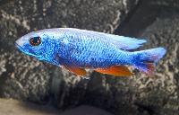 Sciaenochromis fryeri (ghost)