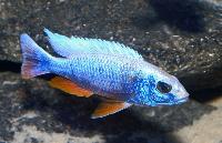 Sciaenochromis fryeri (ghost)