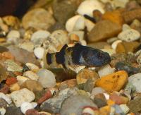 <i>Brachygobius xanthostoma</i>