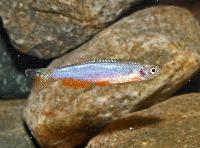 <i>Danio roceus</i>