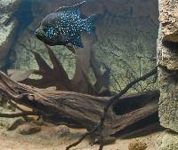 <i>Paratilapia</i> sp. 'smallspots east'