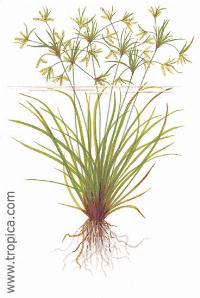 Cyperus_helferi_-_artbeskrivning.jpg