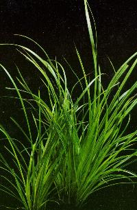 Cyperus_helferi_-_cyperus_helferi_large.jpg