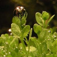 Hemianthus_callitrichoides_-_bubble_large.jpg